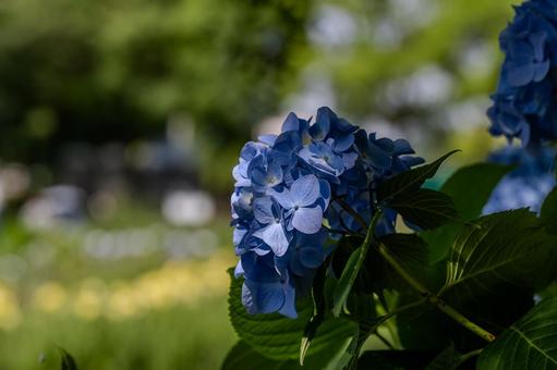 あげお花しょうぶ祭りの写真