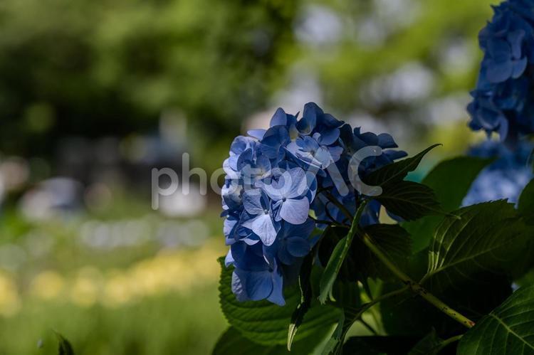 あげお花しょうぶ祭り アジサイ,紫陽花,花の写真素材