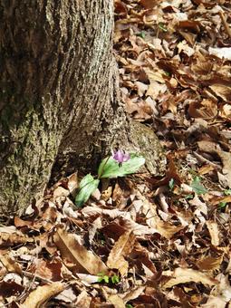 カタクリの花 カタクリの花の写真