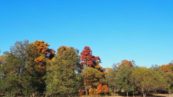 秋の水元公園・オレンジ色の木々（葛飾区） 秋,水元公園,紅葉の写真素材