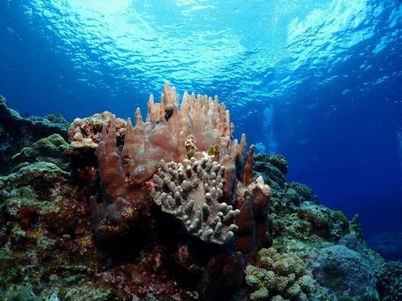 沖縄の海と珊瑚 沖縄ダイビング,ダイビング,水中写真の写真素材