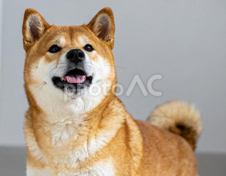 かわいい柴犬の写真 柴犬,日本犬,和犬の写真素材