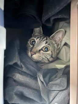 おめめきゅるるん猫 おめめきゅるるん猫 ネコ,ねこ,キジトラの写真素材