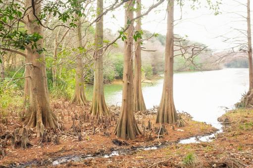 Bald cypress wetlands, JPG