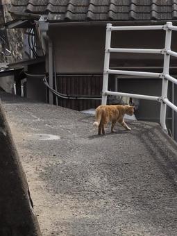 にゃんこ にゃんこの写真