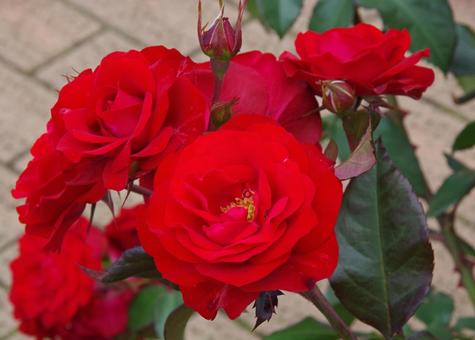 バラ 'ユーロピアーナ' バラ,ユーロピアーナ,薔薇の写真素材