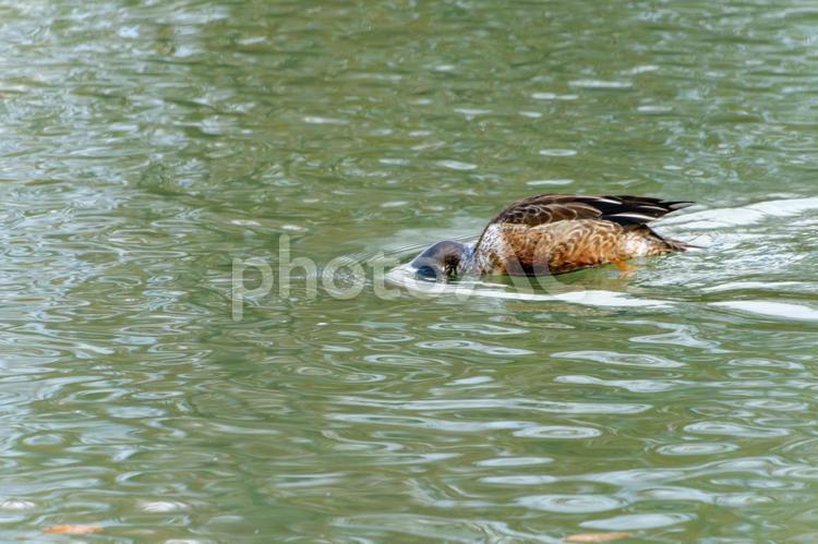 水中を探索するカモ カモ,水鳥,池の写真素材