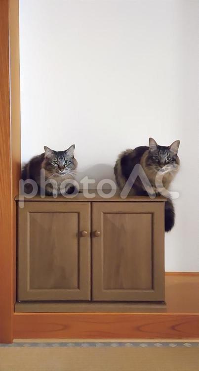 きょうだい猫 猫,ねこ,夏の写真素材