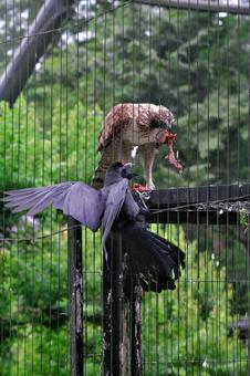 Photo, kumataaka, crow, bird, 