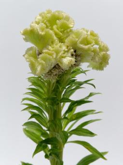 グリーンのケイトウの花 グリーンのケイトウの花の写真