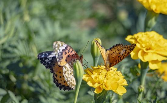 黄色い花と蝶 黄色い花と蝶 黄色,花,蝶の写真素材