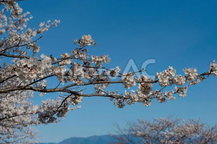 笠原桜公園の桜 桜,さくら,サクラの写真素材