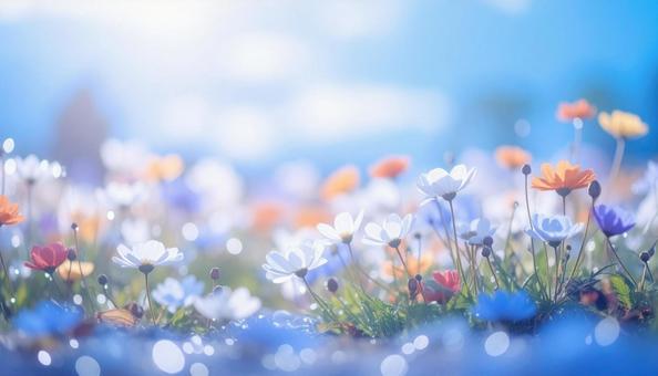 カラフルな花畑と朝の光 カラフルな花畑と朝の光の写真