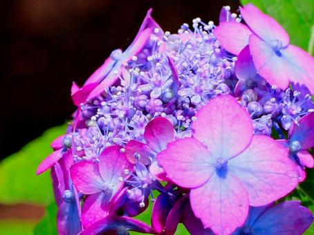 日本の花 日本の花の写真