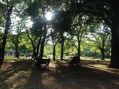 Sunlight filtering through the trees, sunbeams leaves, park, bench, JPG