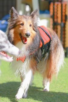 シェルティの写真