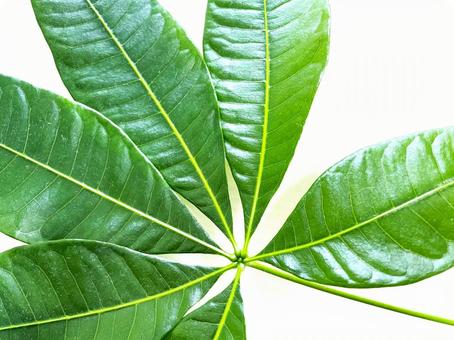 大きなパキラ(観葉植物)の葉42 大きなパキラ(観葉植物)の葉42 パキラ,パキラの葉,葉の写真素材