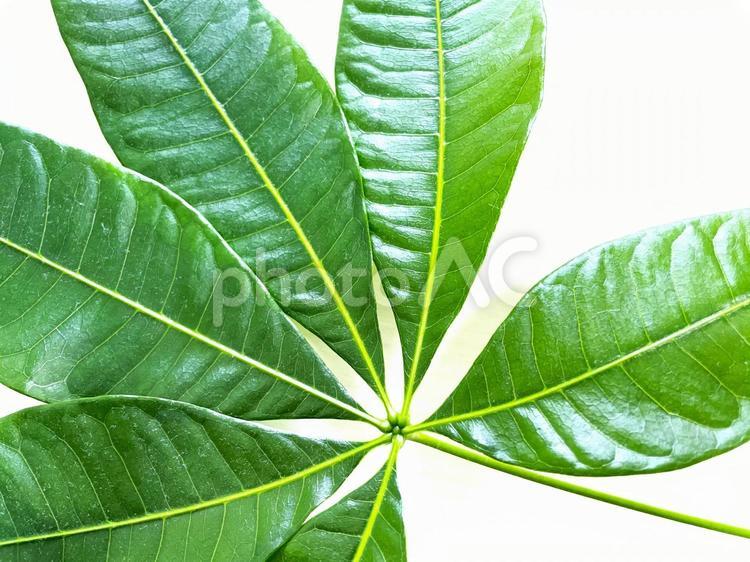大きなパキラ（観葉植物）の葉42 パキラ,パキラの葉,葉の写真素材