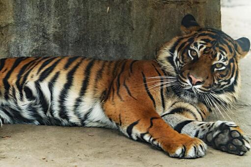 蘇門答臘動物園景觀 蘇門答臘動物園景觀
