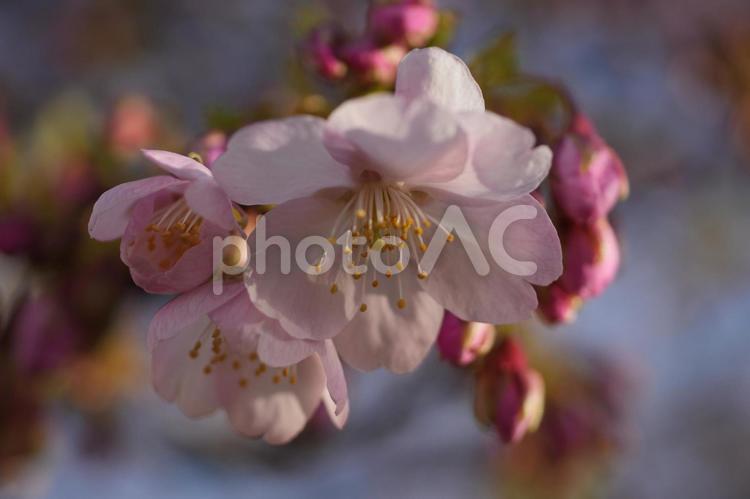カンヒザクラ（寒緋桜） カンヒザクラ,寒緋桜,ヒカンザクラの写真素材
