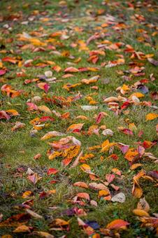 北海道　札幌市の紅葉 北海道,北,札幌市の写真素材