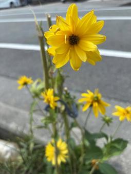 ヘリアンサス ヘリアンサスの写真