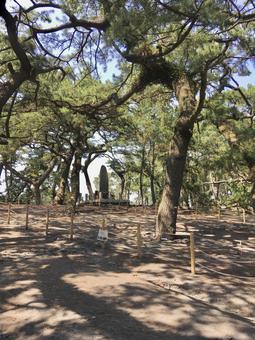 神の道（三保の松原） 神の道,三保の松原,観光地の写真素材