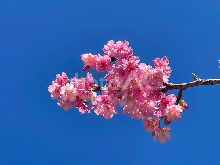 花素材＿桜と青空 桜,青空,空の写真素材