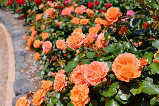薔薇 ビブレバカンス 薔薇 ビブレバカンス 薔薇,ビブレバカンス,オレンジの写真素材