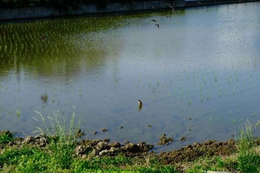 Rice fields and starlings, JPG Rice fields and starlings, JPG