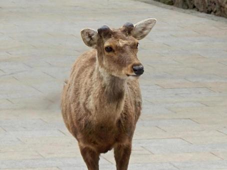 【動物の写真】奈良公園のシカの写真