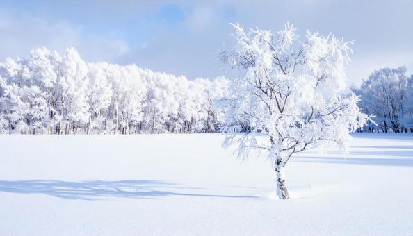 雪に覆われた林 雪に覆われた林の写真