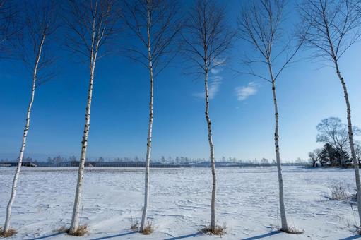 青空と白樺並木 青空と白樺並木 青空,雪原,白樺林の写真素材