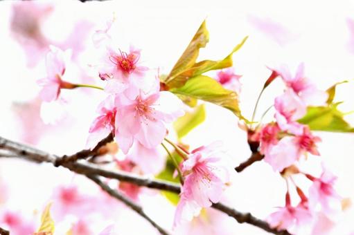 可愛い河津桜 可愛い河津桜の写真