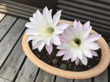 サボテンの花 サボテン,サボテンの花,フラワーの写真素材