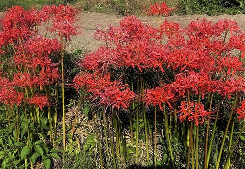 ヒガンバナ① 花,ヒガンバナ,秋の写真素材