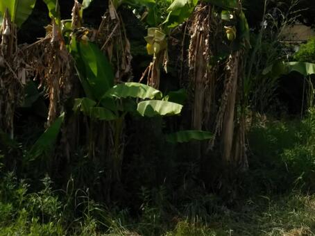 芭蕉の森 芭蕉,バナナ,バナナ群生の写真素材