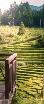 茶畑 茶畑 自然,風景,絶景の写真素材