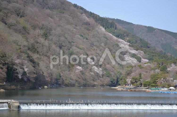 桂川沿いの桜 桂川,桜,さくらの写真素材