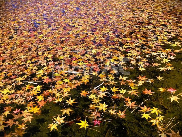 たくさんの紅葉が浮かんだ水辺の風景 もみじ,モミジ,葉の写真素材