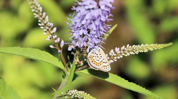 Photo, silver-studded blue, butterfly, insect, 