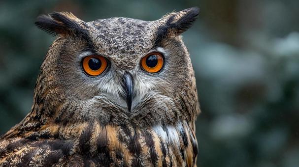 神秘的な森の賢者:フクロウの正面像 神秘的な森の賢者:フクロウの正面像の写真