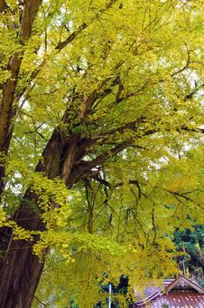 Photo, বিগ গিংকো, লার্জ গিংকো, গিংকো, 