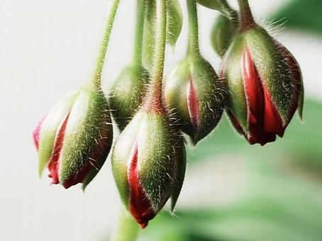 ゼラニウムのつぼみのクローズアップ ゼラニウム,赤,クローズアップの写真素材