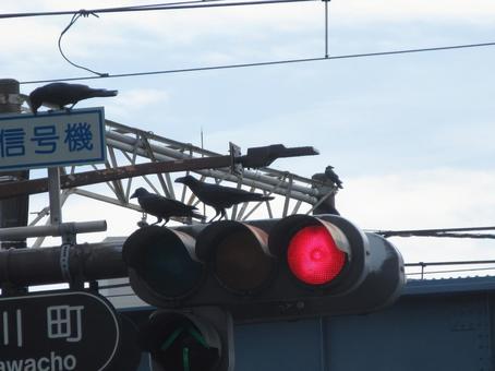 赤信号に止まる烏三羽 赤信号に止まる烏三羽 鳥,烏,三羽の写真素材