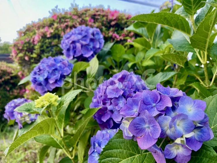 公園に咲くアジサイ アジサイ,6月,梅雨の写真素材