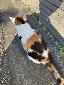 Stray cat's back view, JPG Stray cat's back view, JPG