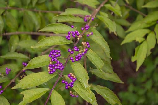 こむらさきの紫の実の写真