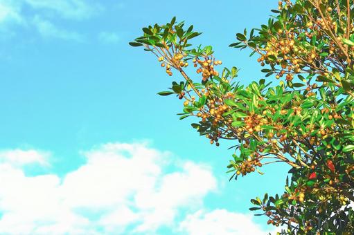 爽やかな秋の空とモッコクの実 爽やかな秋の空とモッコクの実 植物,木,実の写真素材