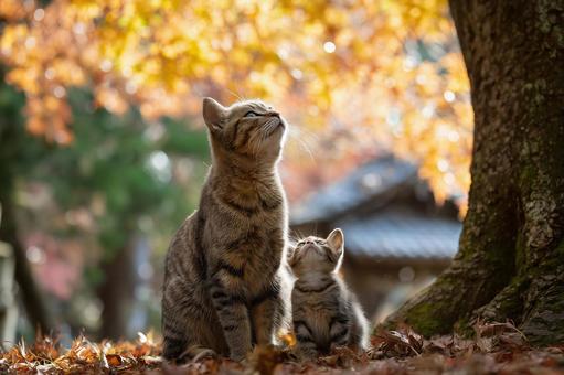 紅葉した木の下で並んで座る親猫と子猫 紅葉した木の下で並んで座る親猫と子猫の写真